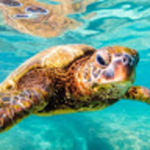 Meet your Posher, Avery